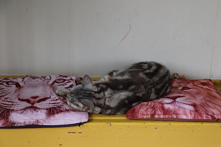 �������w�ɂ����L